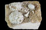 Fossil Crinoid (Physetocrinus) & Blastoid (Pentremites) - Missouri #87316-1